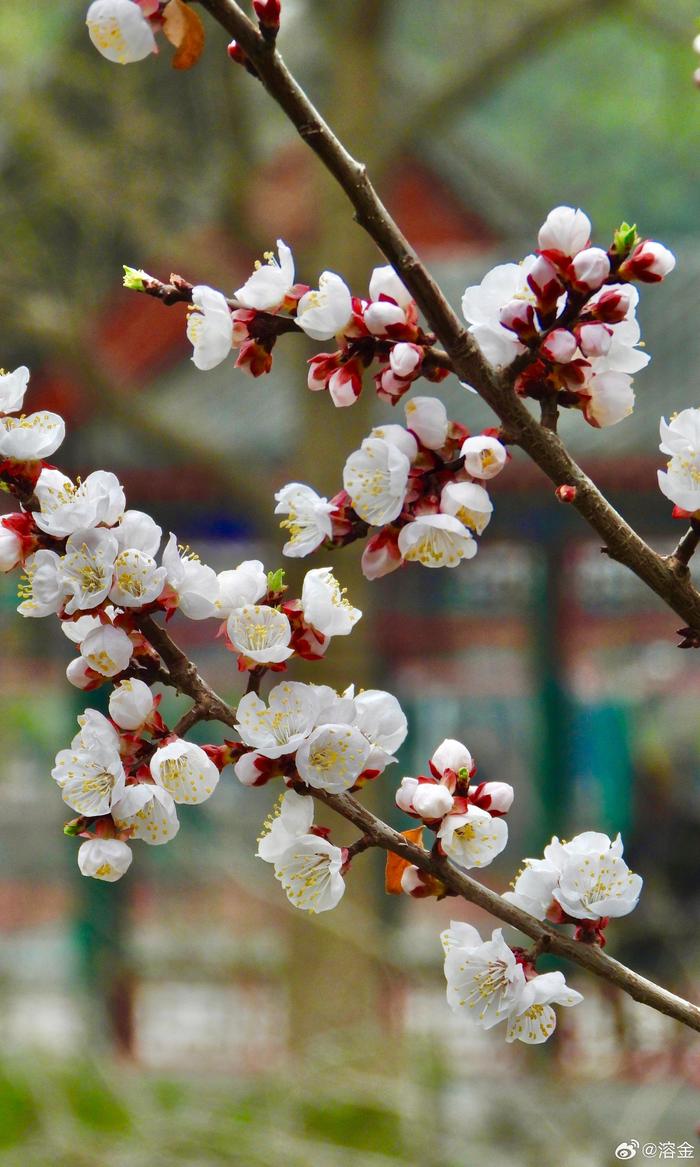 杏花的照片图片