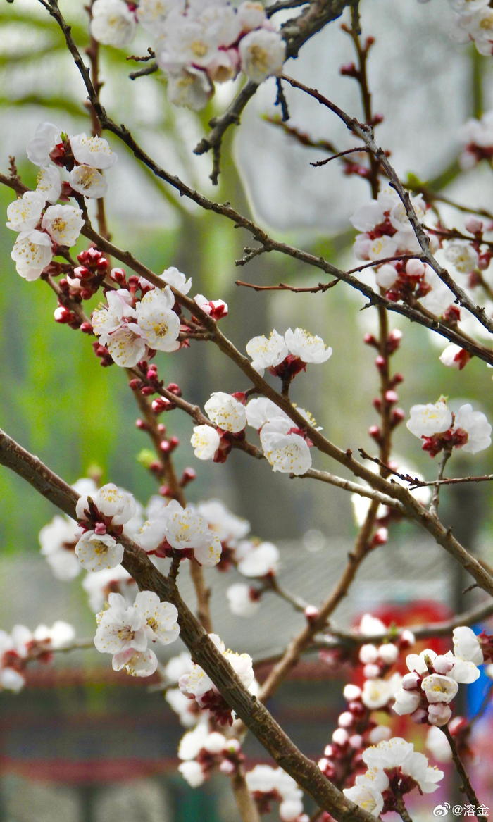 北京中山公园杏花