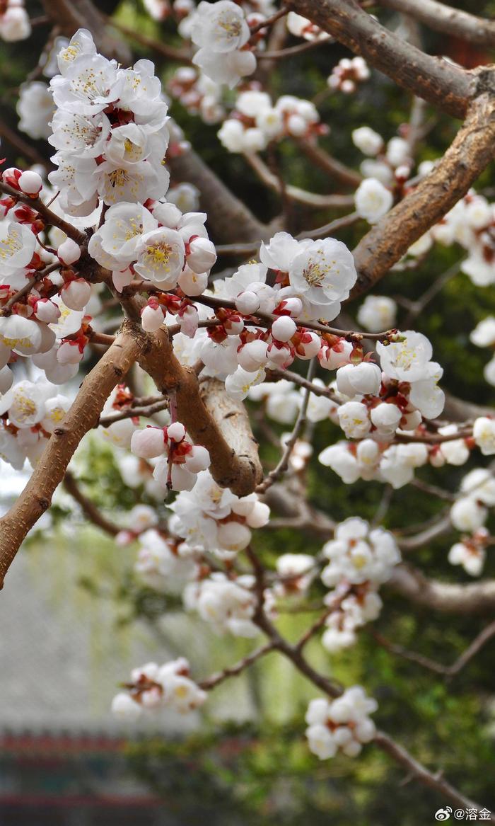 北京中山公园杏花