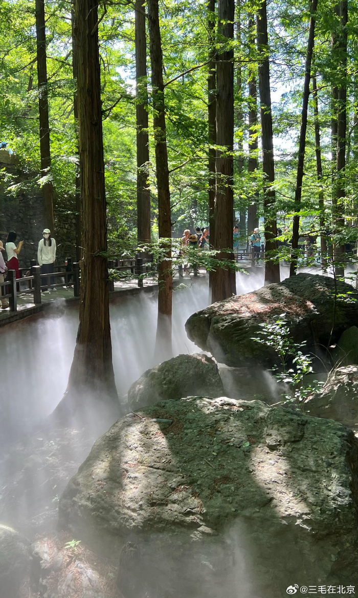 周末的北京 国家植物园 水杉林美景 摄影