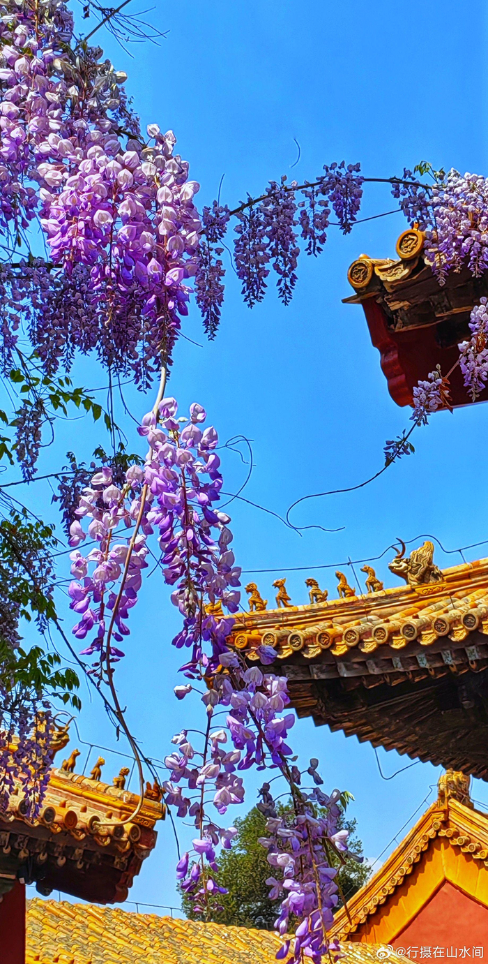 故宫～永和宫紫藤花2024.4.20 摄影