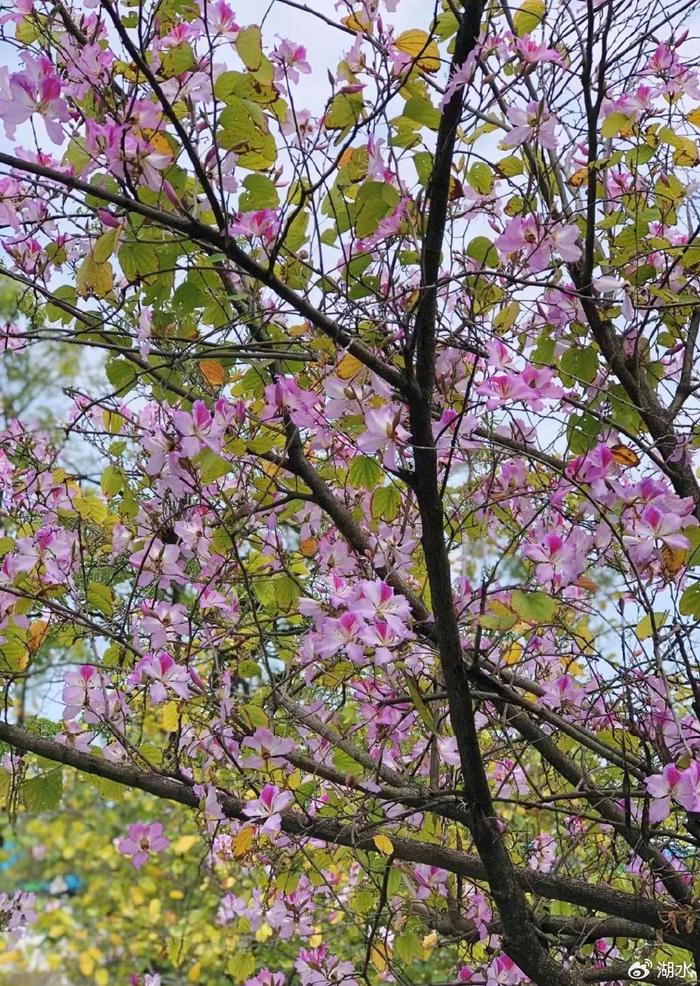 花城赏花季开启 