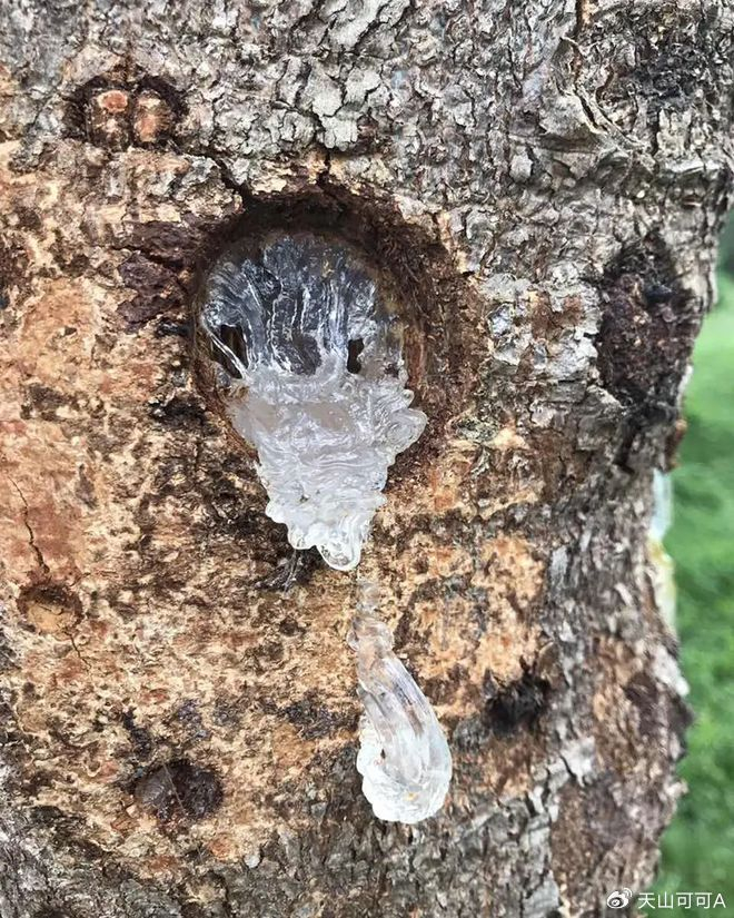 雪燕是什么东西？哪个产地品质好？|营养价值|食品|醛酸|皇宫|缅甸_新浪新闻