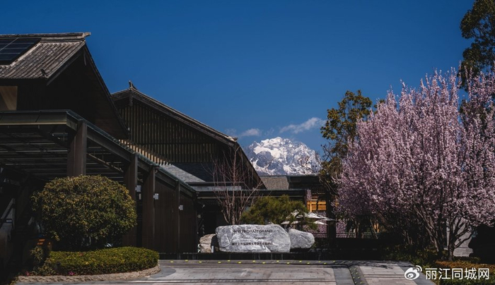 盛开,丽江金林温德姆至尊豪廷全别墅度假酒店与丽江金林豪生大酒店,在