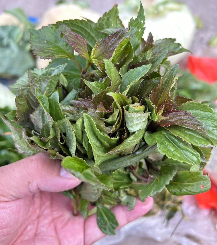 腾冲乡下赶集实拍一组春天纯天然山茅野菜你认得哪几样