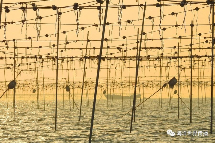 海洋生态灾害,“黄海浒苔绿潮”为什么首当其冲?|法国|赤潮|绿藻|暴发|养殖_新浪新闻
