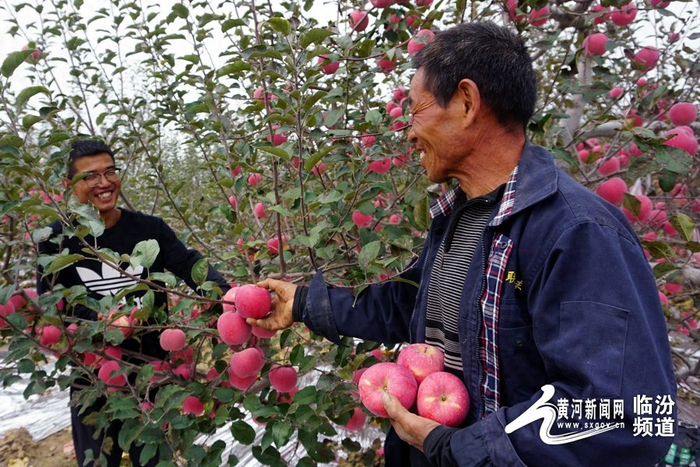 黄河新闻网临汾讯(记者 孔志华 通讯员 车晓云 辛蓉)金秋时节,硕果