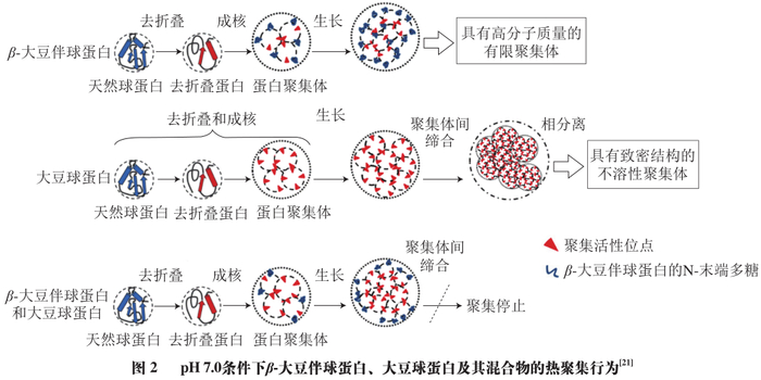 哈尔滨商业大学朱秀清教授等大豆蛋白组分制备及其功能性的研究进展