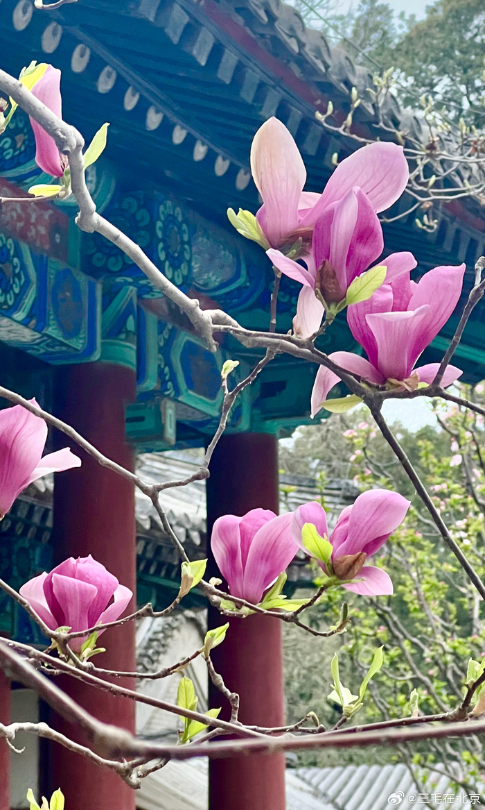 北京颐和园 乐寿堂 红玉兰 摄影