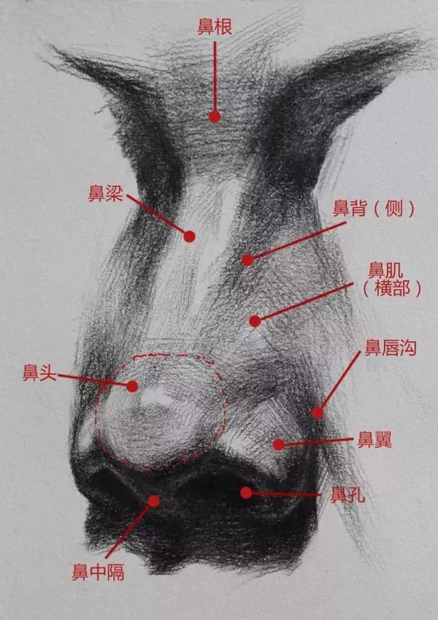 鼻子怎么画画法图片