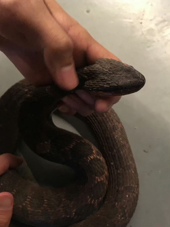 身边能发现,最像毒蛇的三种无毒蛇或微毒蛇 ①绞花林蛇