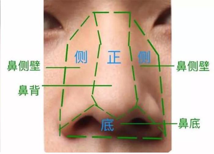 鼻子介绍图图片