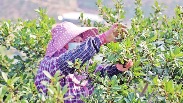 石屏杨梅石屏县融媒体中心供图富民樱桃本报记者 张仲贤 摄人间最美