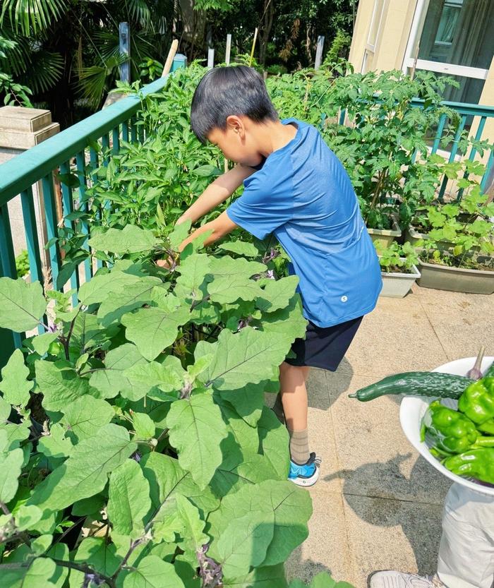 北京阳台种菜达人图片