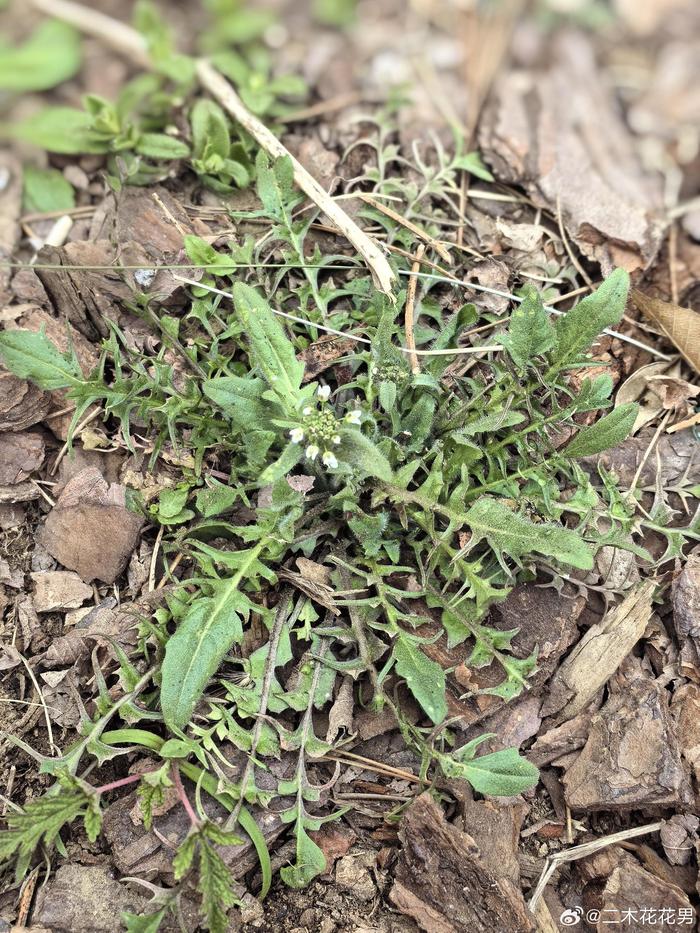 今天任务是刨10斤荠菜出来