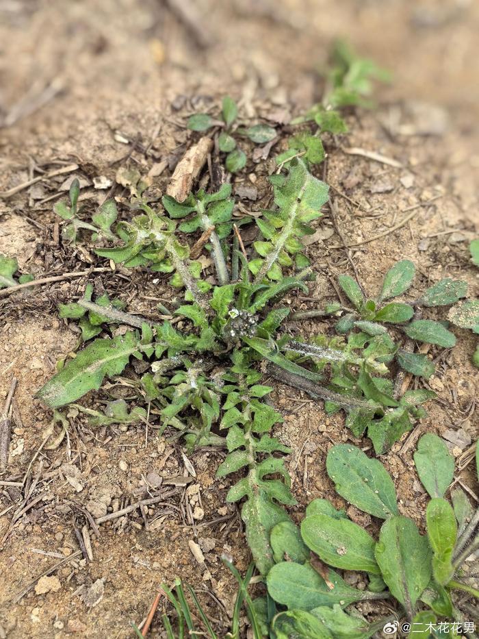 今天任务是刨10斤荠菜出来