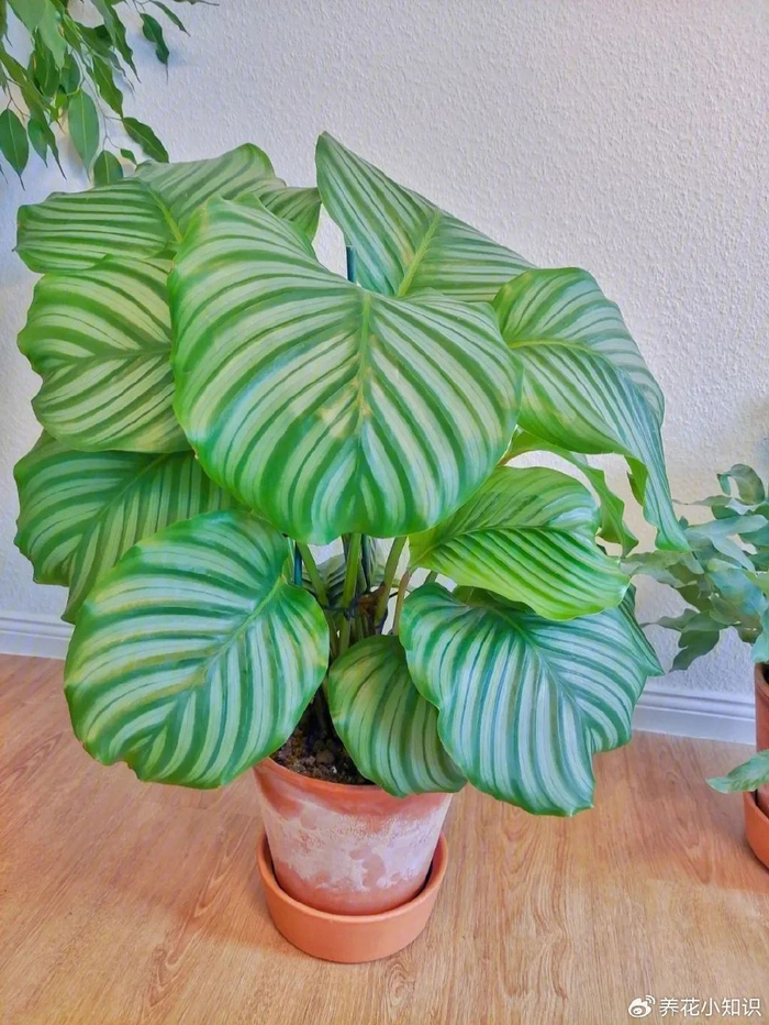 绿化环境小巧精致:室内耐阴植物品种推荐,打造宜居空间!