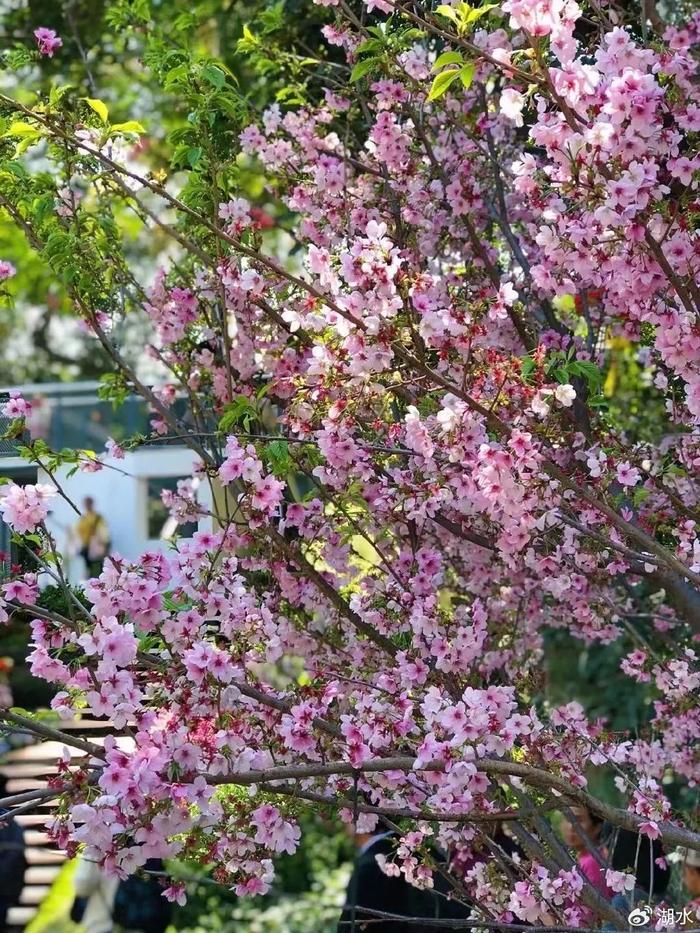 花城赏花季开启 