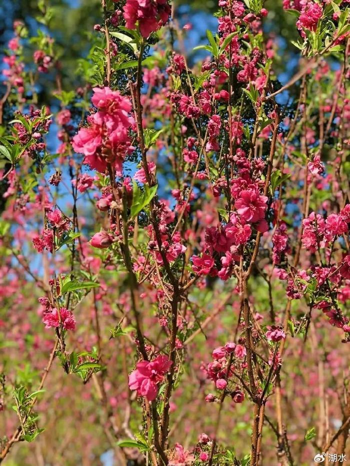 花城赏花季开启 