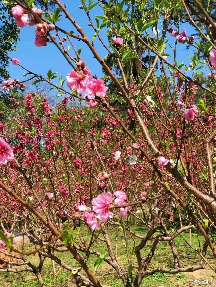 花城赏花季开启 