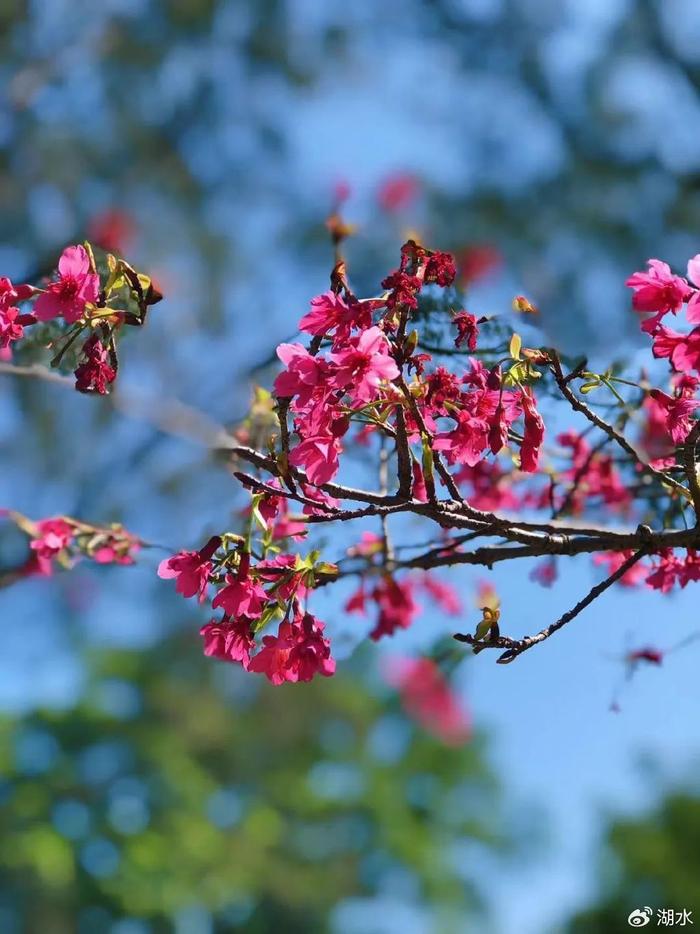 花城赏花季开启 