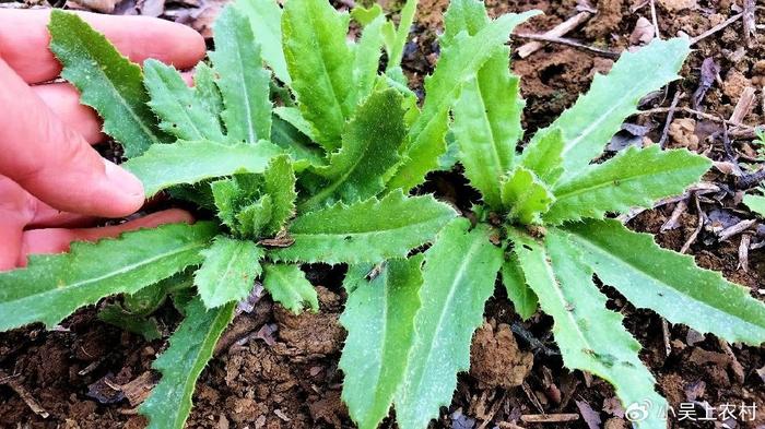 農村麥田長刺的野草,看到都怕,人稱刺兒菜,小薊,價值