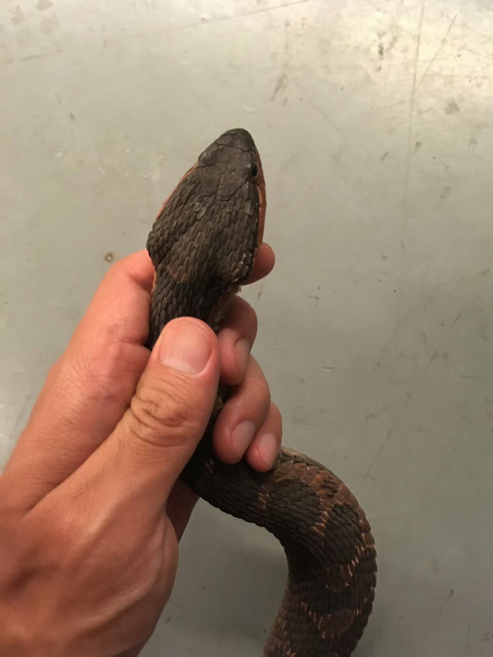 身边能发现,最像毒蛇的三种无毒蛇或微毒蛇 ①绞花林蛇