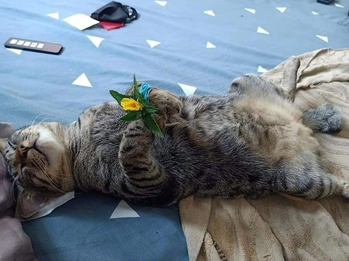 猫咪睡觉手被绑起来都没察觉.