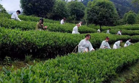 武夷山举行如意大红袍开山采摘仪式