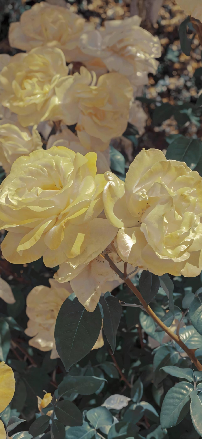 看看有喜欢的壁纸嘛