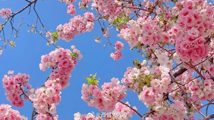 赏花正当时邛海湖畔的樱花路已是一片花开烂漫沿路盛放的樱花娇艳无比