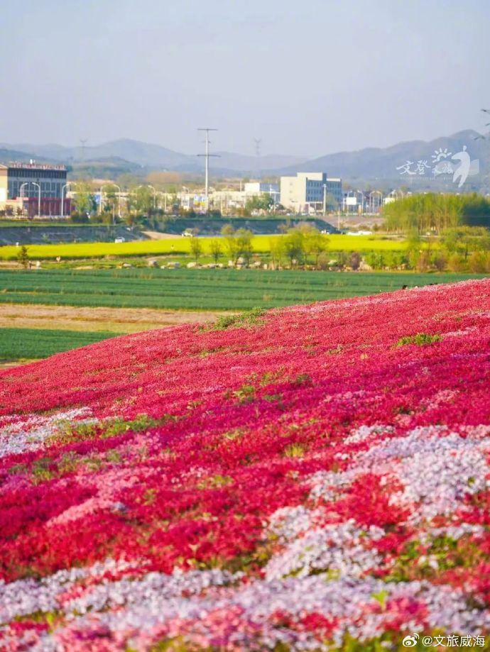 文登这些绝美花海,美翻了!