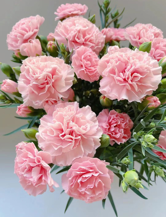 有没有人觉得 粉色的康乃馨很好看