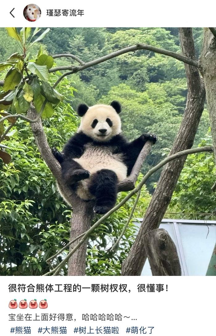 熊猫坐树杈图片大全图片