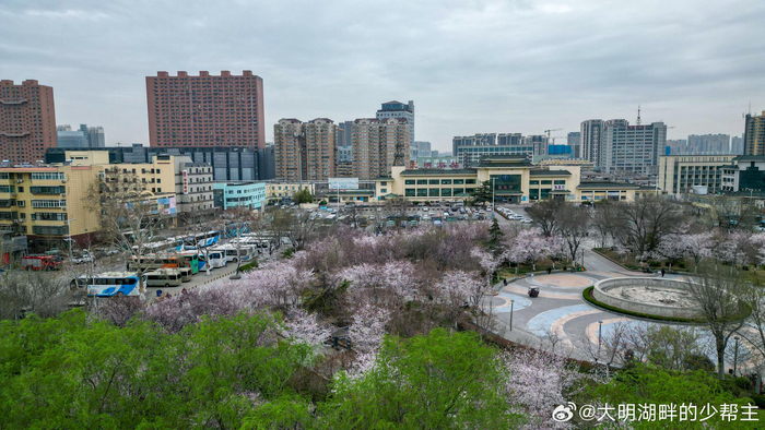 春分时刻在大明湖北侧的天桥滨湖广场500多株樱花竞相开放