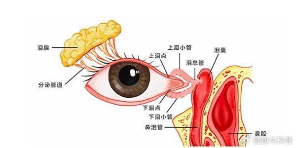 泪道起始部管径窄,位置表浅,并与结膜囊相通,容易受到炎症和外伤的
