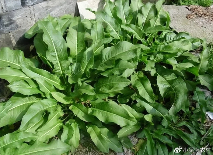 鲜嫩可口的野菠菜,不仅美味可口,还具有一定的药用价值,别错过|大自然