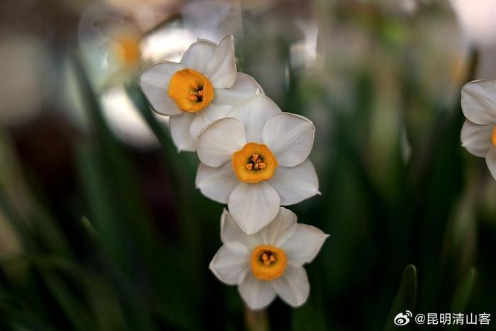 水仙花盛开