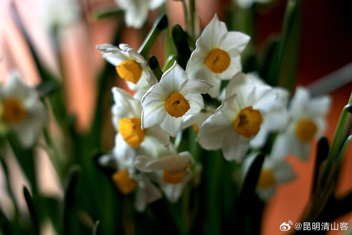 水仙花盛开__财经头条