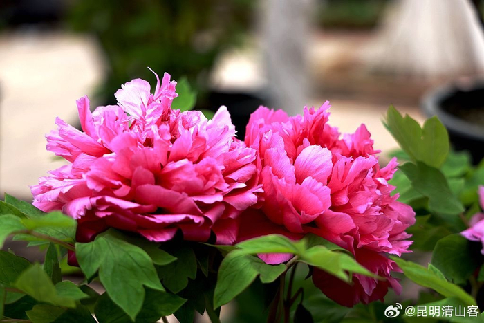 洛阳牡丹昆明开昆明昙华寺公园