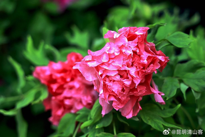 洛阳牡丹昆明开昆明昙华寺公园