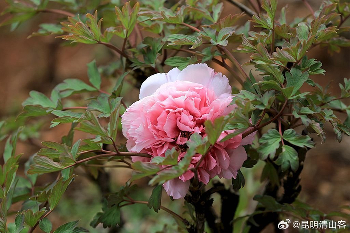 昆明植物园的地栽牡丹