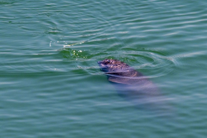 江豚正在围捕针鱼|淡水|针鱼|江豚_新浪新闻