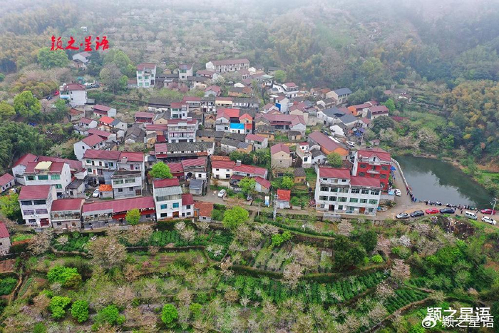 规模最大的樱花海,如愿相逢樱花雨,绕花千回|樱花|清潭|竹山_新浪新闻