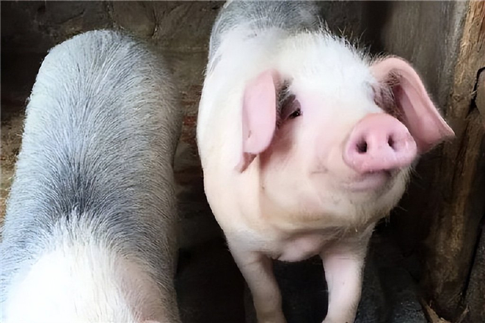 猪价上涨支撑有限,后期该怎么走?|三元|生猪|猪价_新浪新闻