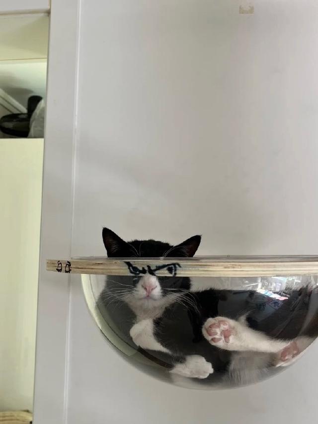 当给猫咪的太空舱画上了眼睛