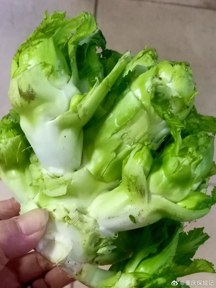 我想问儿菜是不是只有川渝人民才懂得起