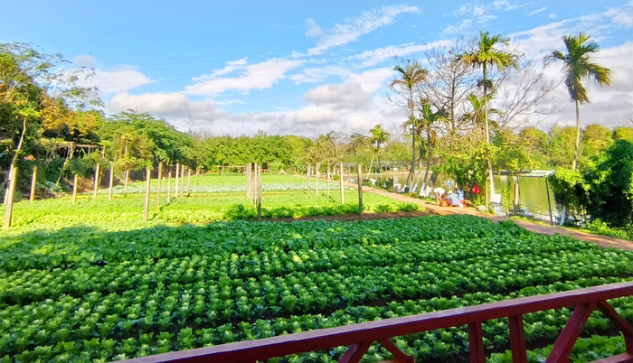 畅游海口,春季采摘露营正当时～|海口市_新浪新闻