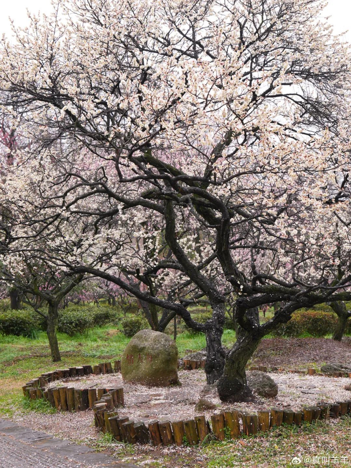 用梅花打开南京的春天