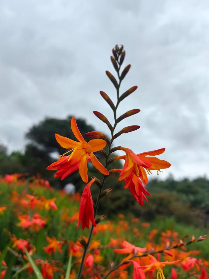 雄黄兰别名火星花,在仲夏季节,不避烈日,不惧炎热,花开不绝,艳红似火